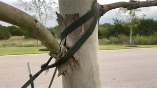 Tree Stake Process