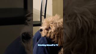 Dog watching himself on TV #shorts #dog #doglife #pets