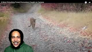 Crazy Moments in the Forrest Caught On Camera!