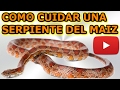 TUTORIAL CUIDADOS DE UNA CORNSNAKE (SERPIENTE DEL MAIZ)