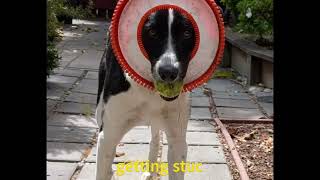 Adopt Ryder - Milo Foundation