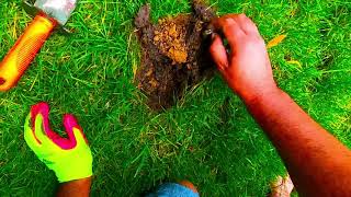 Quick Garden Metal Detecting. Testing Simplex Endurance