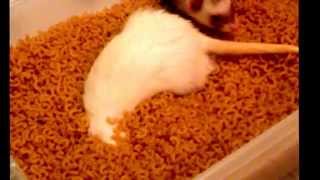 Ferret in pasta box
