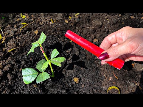 Видео: Срочно сделайте так с черенками роз. У вас приживется 90% черенков, проверенный способ более 15 лет