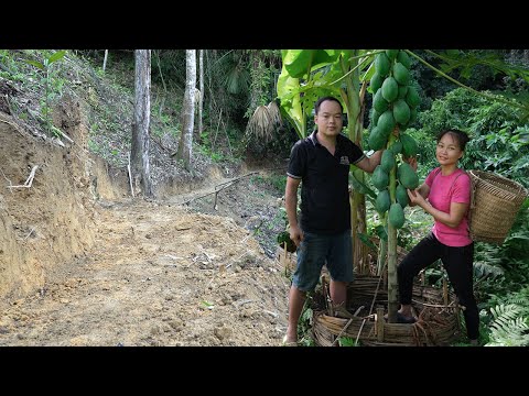 Widen The Road To The Water Source, Make Money From Papaya | Hoang Huong