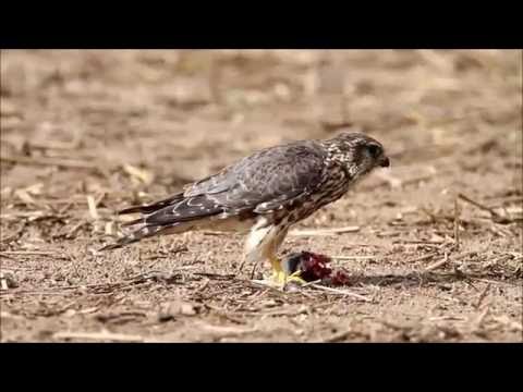 Les 9 Faucons Du Maroc Ecologiema