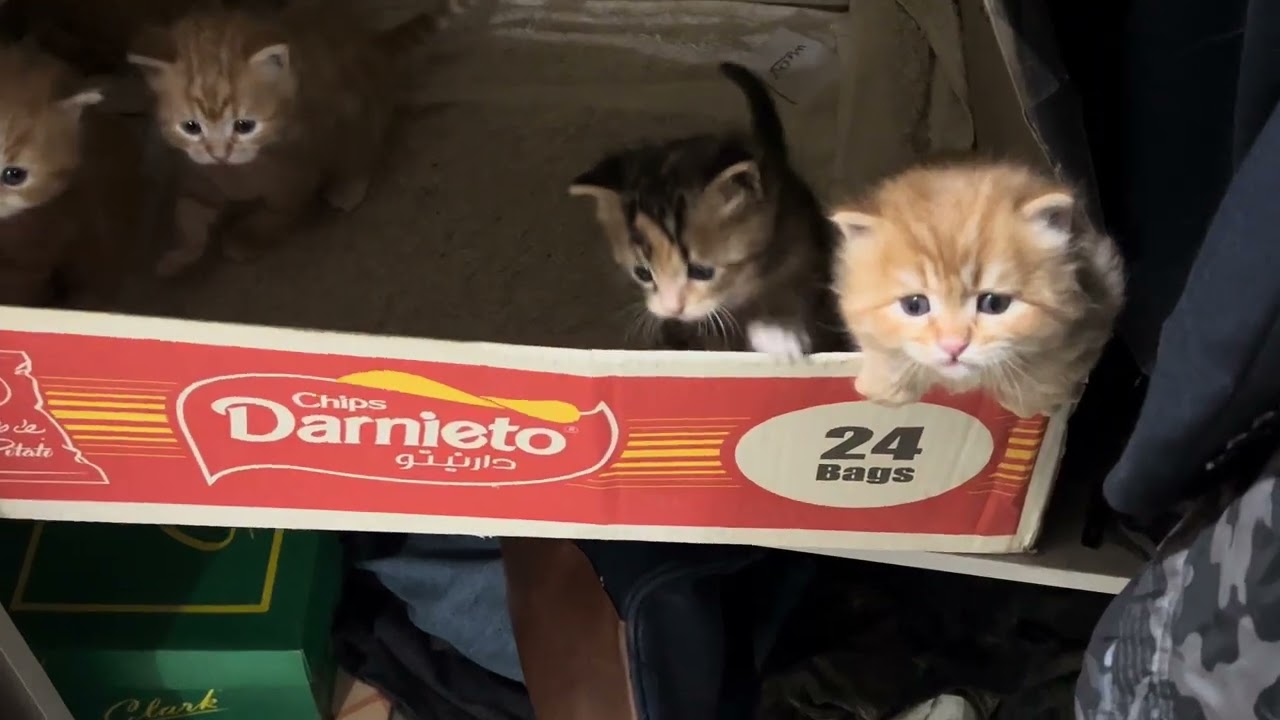 Beautiful kitten sounds!