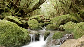 Yakushima Luana House