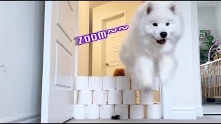 Dog vs Toilet Paper Wall