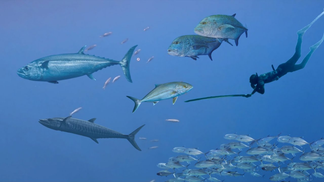 BERBURU IKAN MONSTER DI LAUT DALAM