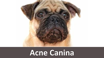 Como acabar com as espinhas do Pug?