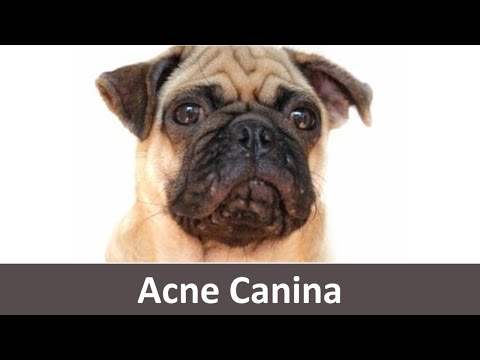 Vídeo: Tratamentos De Acne Em Cães - Distúrbios De Acne Em Cães
