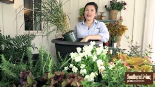 How to Plant a Fall Container Garden with Carmen Johnston and Southern Living