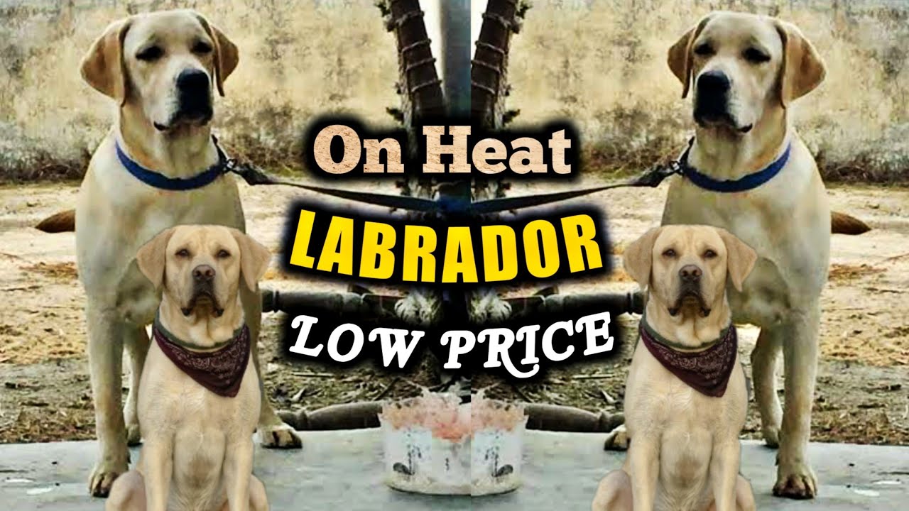 On Heat Labrador female dog for sale Low price labrador YouTube