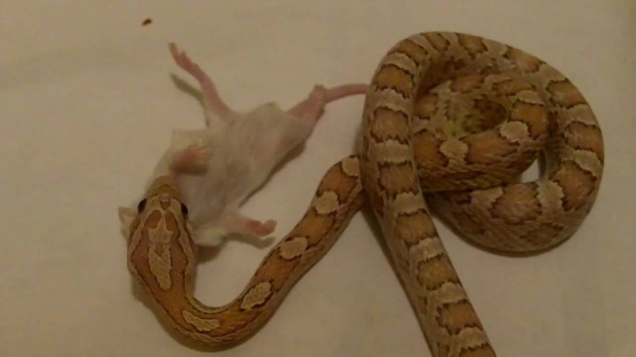 games people play Friend's corn snake eating mouse 2/2