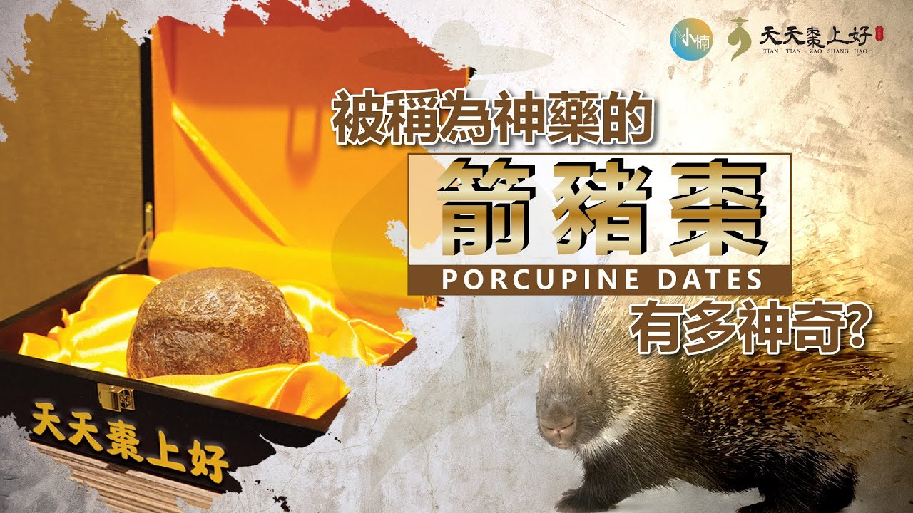 被称为神药的箭猪枣究竟有多神奇？ - YouTube