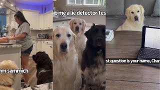 Dog Takes A Lie Detector Test