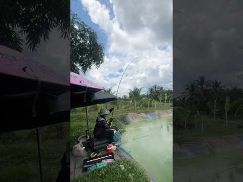 Trải nghiệm cần câu TR 01 - 5h 28i #vyhanfishing #cancauca #cancaugiare