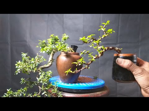 Video Tạo 1 cây bonsai thác đổ như thế nào - youtube