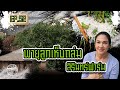 พายุลูกเห็บถล่มสิรินทร์ฟาร์ม - [สิรินทร์ฟาร์ม] EP.52