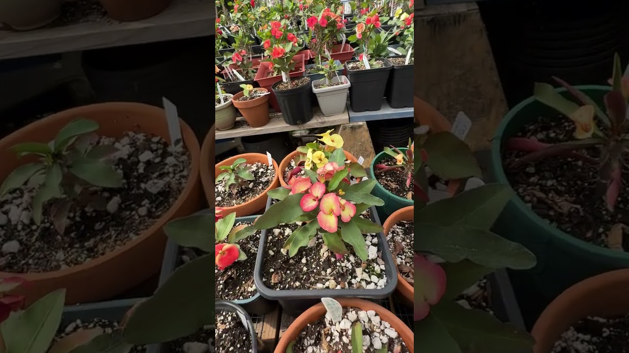 Mosquito y otros insectos, lo que yo uso para acabarlo.