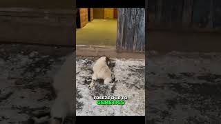 Dog Rescues Turtle From Bear! Funny Pet Antics! #shorts