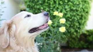 Love of a Senior Dog - Petco Great Ones Contest Finalist
