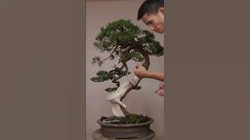 #bonsai11 #câycảnh #câycảnhcb #nghệthuật #xuhuong #xuhuongtiktok  - Thế Giới Bonsai - CÂY CẢNH - Th