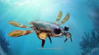 Callichimaera perplexa: el cangrejo ornitorrinco / Callichimaera perplexa: the platypus crab