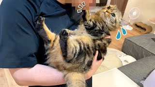 パパからのキスを全力拒否する猫