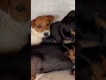 African pups during hailstorm at Buffalo Bore Game Preserve Gannahoek