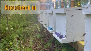 SOMD Beekeeping S2-EP12: Checking the nucs