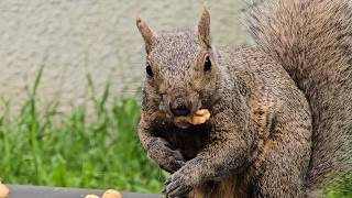 SquirreloVision! We got crow and blue jay regulars, but happy to see more of my squirrel friends too