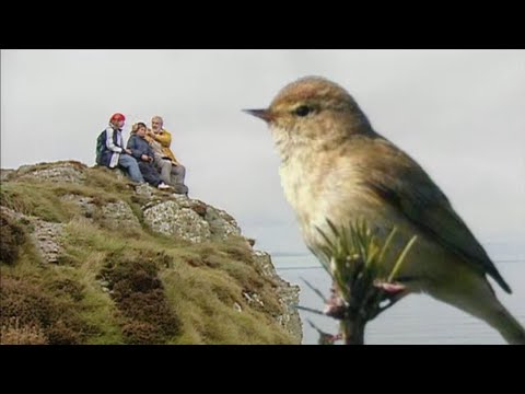 Vidéo: Hirondelles : les oiseaux annonciateurs du printemps