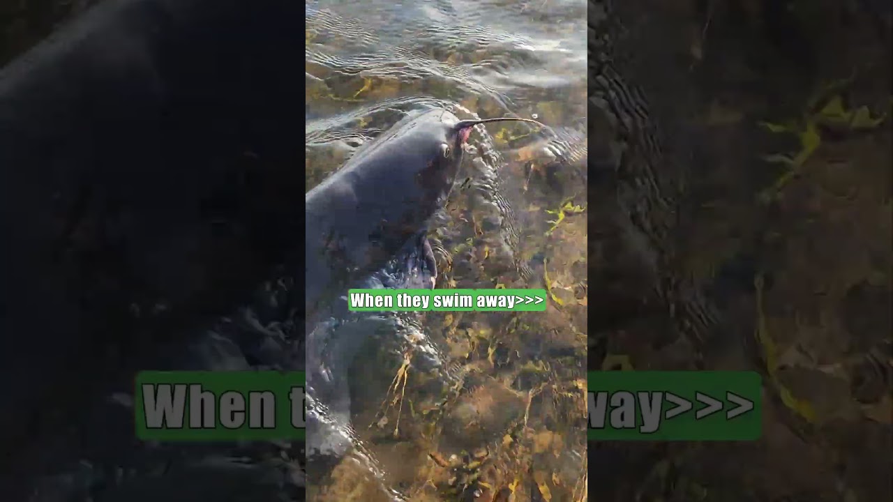 Practice Sustainable River Fishing For Better Water & Fishery: FATKAT Best Sustainable Catfish Rig