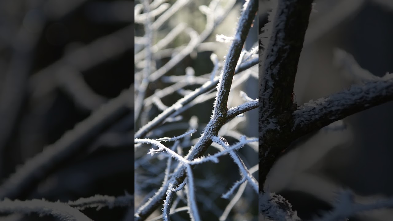 Frost on branches 