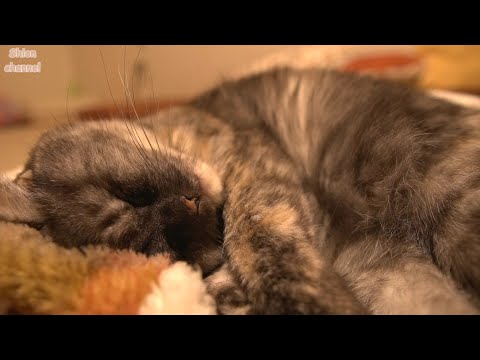 shion紫音 - YouTube