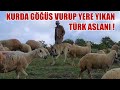 KURDA GÖĞÜS VURUP YERE YIKAN GERÇEK KURTÇU EFSANE ÇOBAN KÖPEĞİ !! ANADOLU ÇOBAN KÖPEĞİ, KANGAL, İT