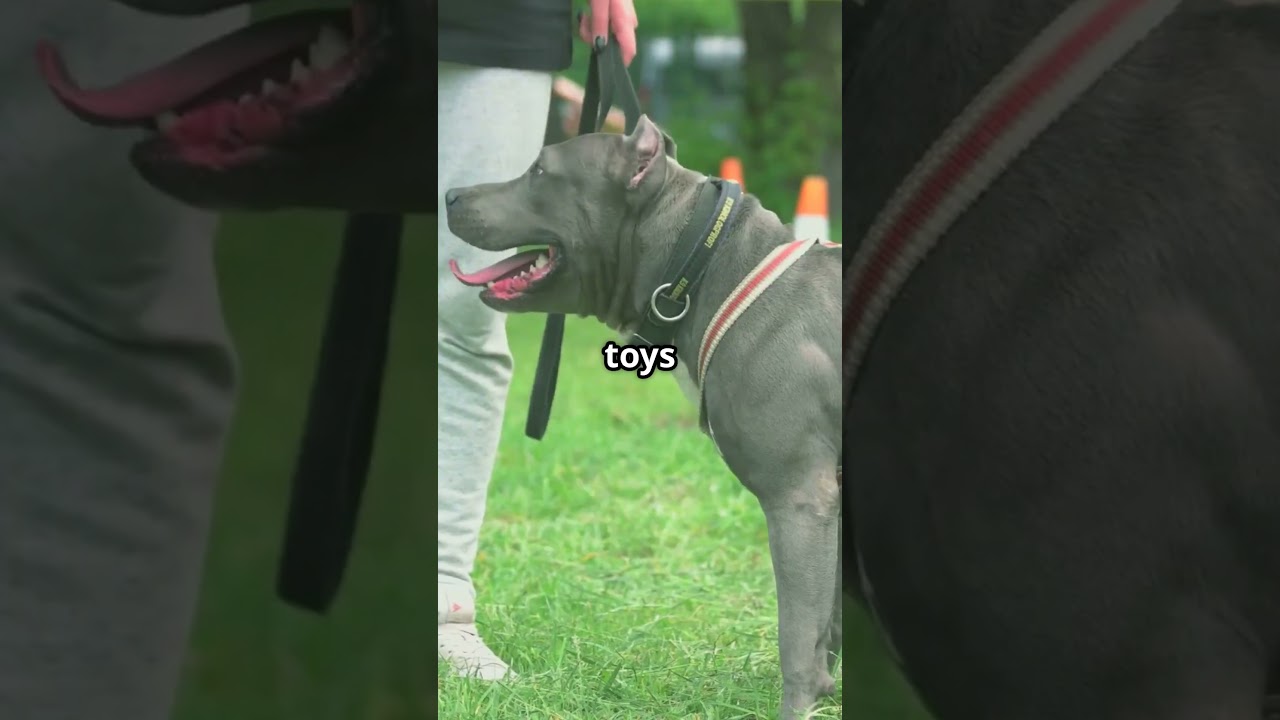 How Airport Detection Dogs Become Heroes!