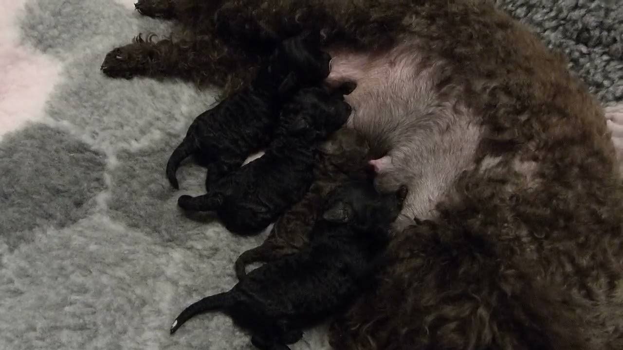 Dvärg-toypudelvalpar som diar. Dwarf and toy poodle puppies nursing.