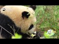 Camping? He Hua Is Doing It Better Than You | iPanda