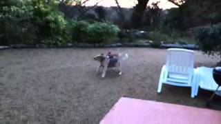 Dexter Und Quinto Toben Vorm Haus