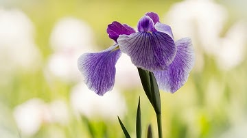 Iris flower classification machine learning basic project using python