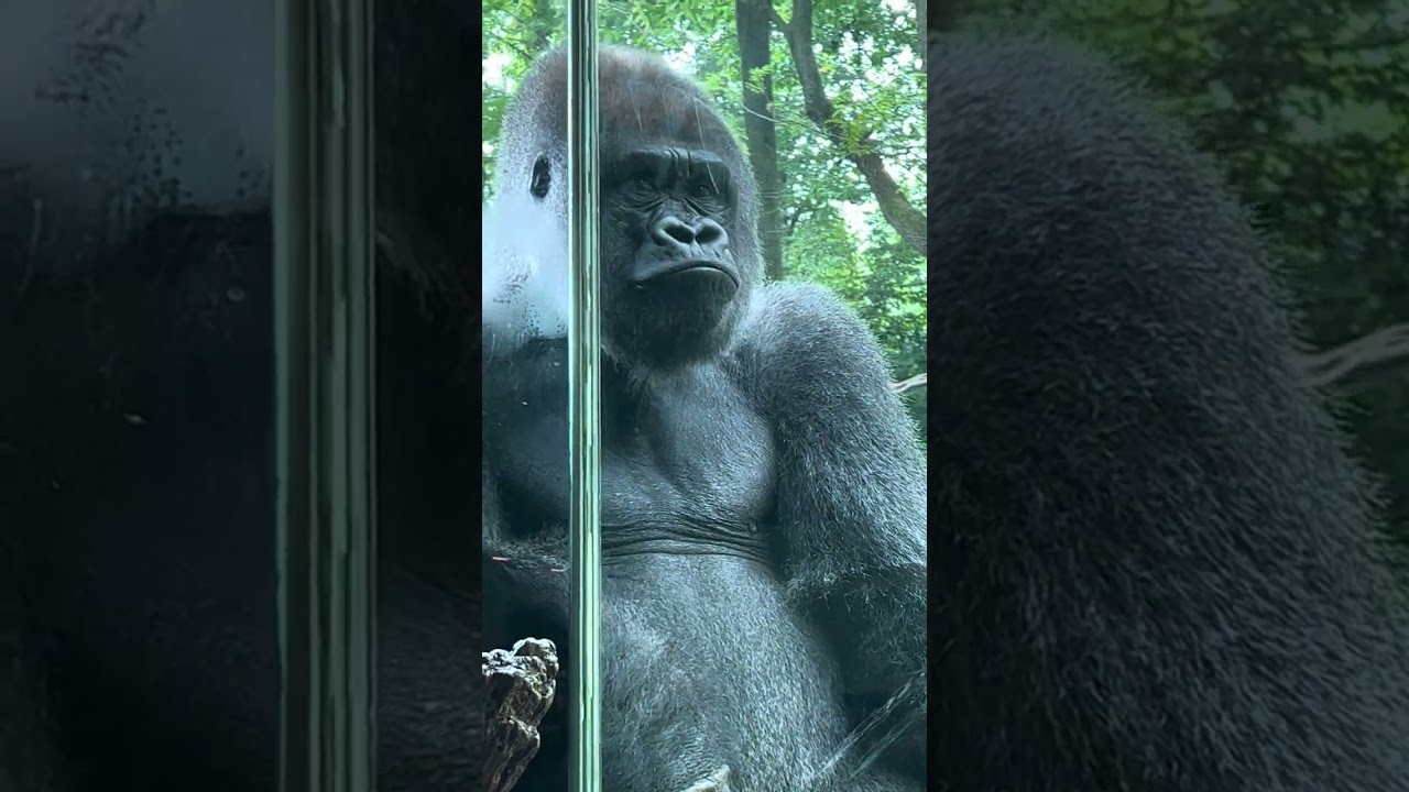 The Gorilla breathing on the AC cool glass wall.