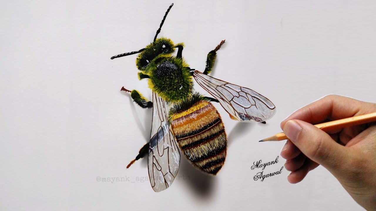 Honey Bee Scientific Drawing