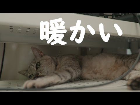 暖かいPCの上でくつろぐ猫をずっと撮ってみたらこうなる