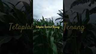 Download Lagu Tetaplah Terlihat Tenang MP3