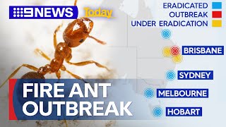 Increasing concern over new fire ant outbreak in Queensland | 9 News Australia