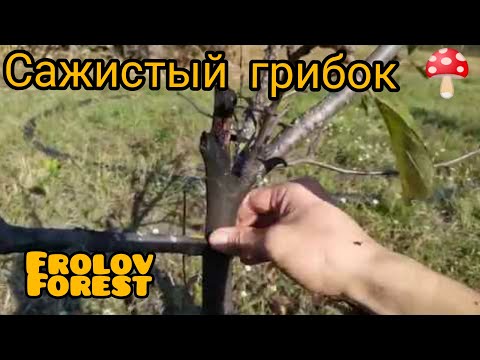 Сажистый грибок 🍄 на яблоне. Профилактика и лечение.