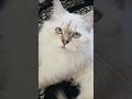 #lila #konusankediler #kedivideoları  #cat #komikkedi #cute #cutecat #funny #kediler #kitten #kedi